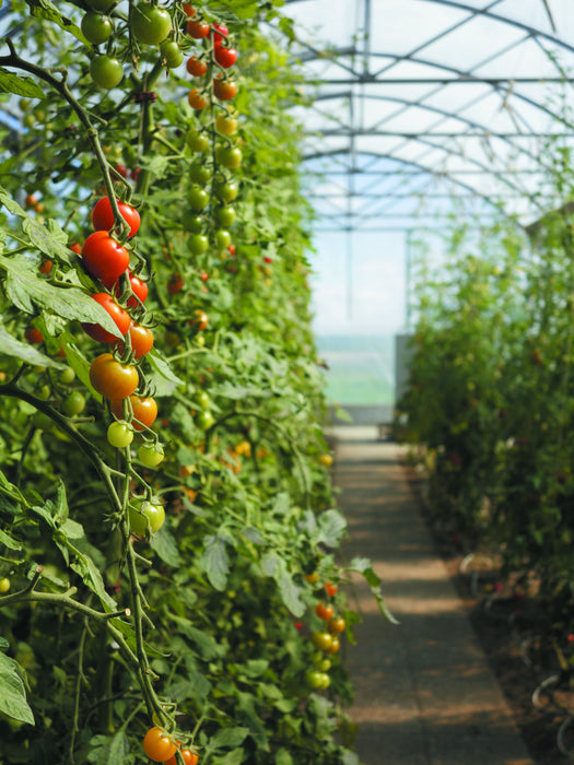 Csepegtető öntözőrendszer fóliasátrakhoz, automatizálás nélkül - 100 nm