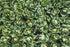 Csomag-talajtakaró fólia perforált 15 mik 10p/25cm (2.5m x 50m) csepegtő szalaggal és csatlakozókkal, pentru 125nm-re