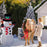 Karácsonyi dekoráció, 2 felfújható figura, 120 cm magasság és lézerprojektor